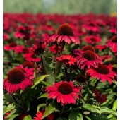 Эхинацея Echinacea Sunseekers Pomegranate
